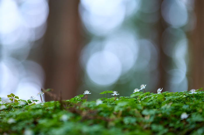 SDIM3510co,200 mm,F2.5,iso1250(DNG).jpg