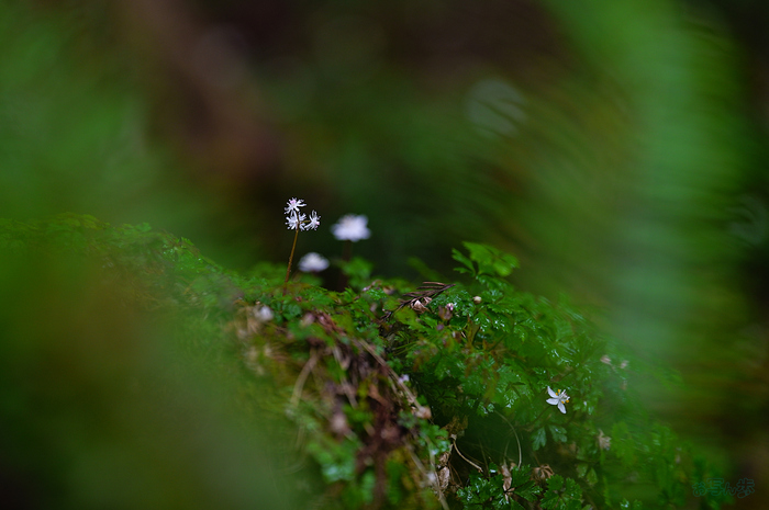 SDIM3586,200 mm,F2.5,iso500_1-200 秒(JPEG).jpg