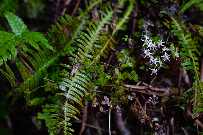 SDIM3613,200 mm,F2.8,iso500_1-200 秒(JPEG).jpg