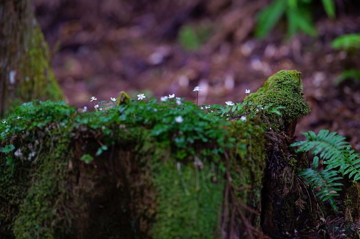 SDIM3622,200 mm,F2.5,iso1250_1-200 秒(JPEG).jpg