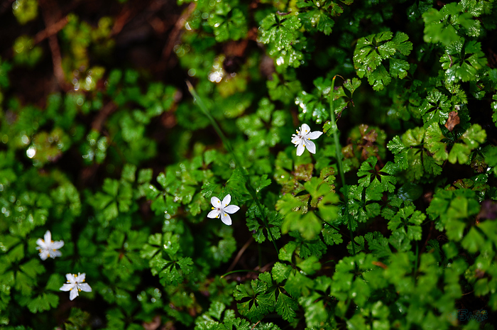 SDIM3658,135 mm,F1.4,iso100_1-200 秒(JPEG).jpg