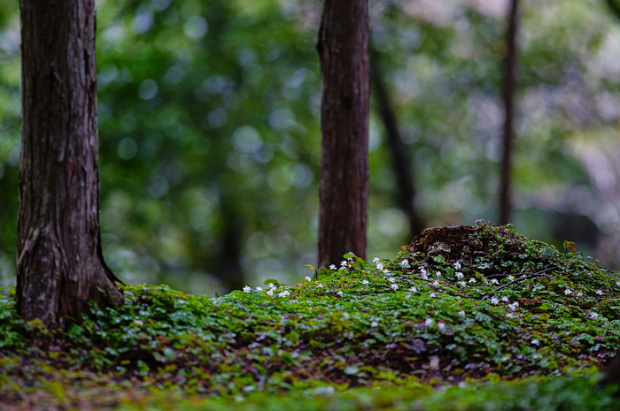 SDIM3676,200 mm,F2.2,iso400_1-200 秒(JPEG).jpg