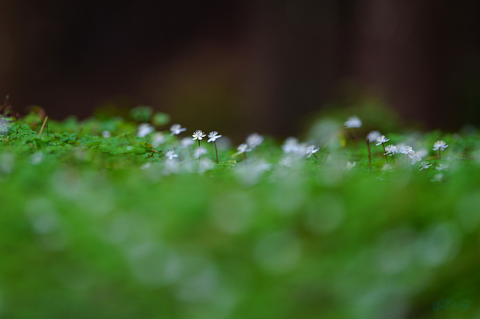 SDIM3691,200 mm,F2,iso500_1-200 秒(JPEG).jpg