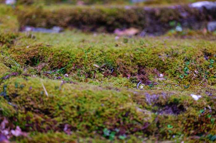 SDIM3790,200 mm,F2,iso125_1-200 秒(JPEG).jpg