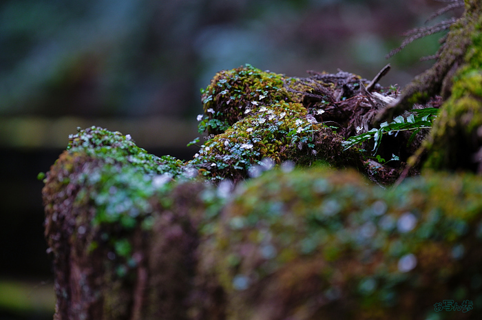 SDIM3835,200 mm,F2.2,iso500_1-200 秒(JPEG).jpg