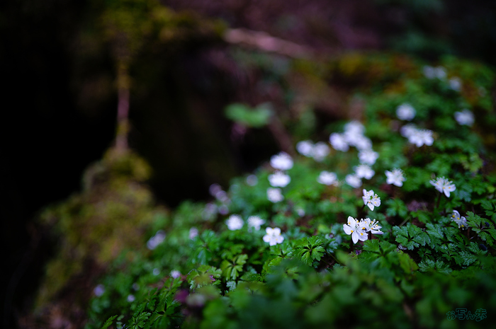 SDIM3850,20 mm,F2,iso100_1-50 秒(JPEG).jpg