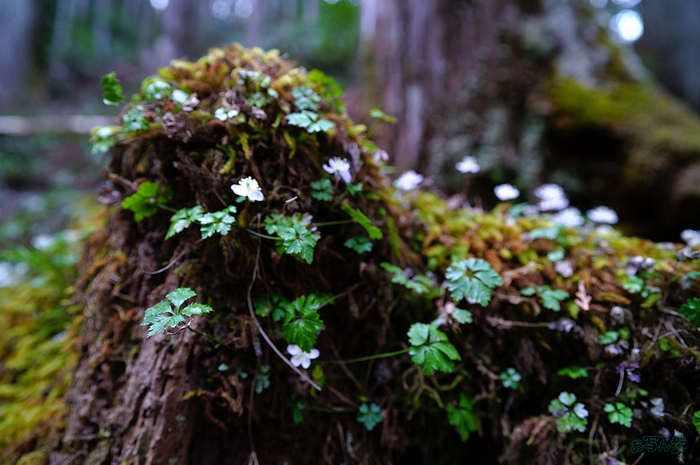 SDIM3862,20 mm,F4,iso320_1-20 秒(JPEG).jpg