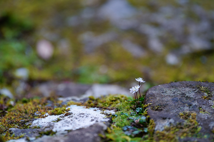 SDIM3961,200 mm,F2.2,iso320_1-200 秒(JPEG) 1.jpg