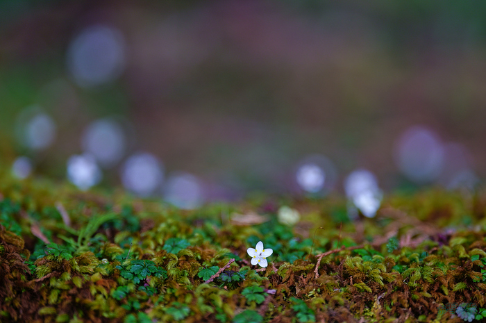 SDIM3999,200 mm,F2,iso250_1-200 秒(JPEG).jpg