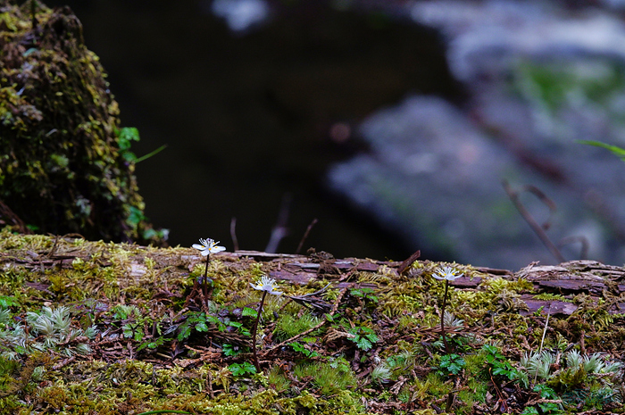 SDIM4070,135 mm,F11,iso2500_1-125 秒(JPEG).jpg