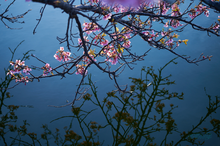 7RV00169co,74 mm,F2.8,iso100(SRAW).jpg