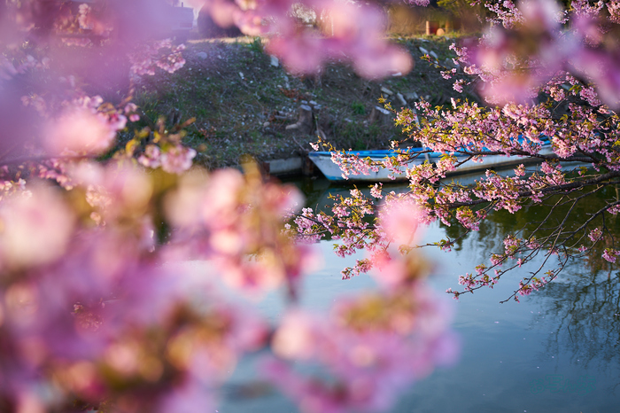 7RV00180co,46 mm,F2.8,iso100(SRAW).jpg