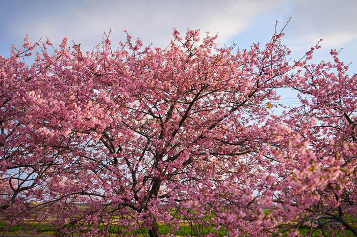 7RV00264co,36 mm,F2.8,iso100(SRAW).jpg