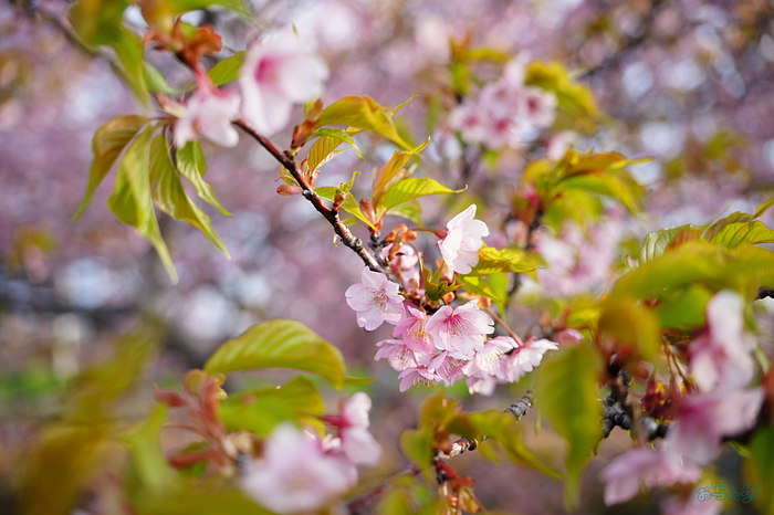 7RV00301,35 mm,F2.8,iso100_1-250 秒(JPEG).jpg