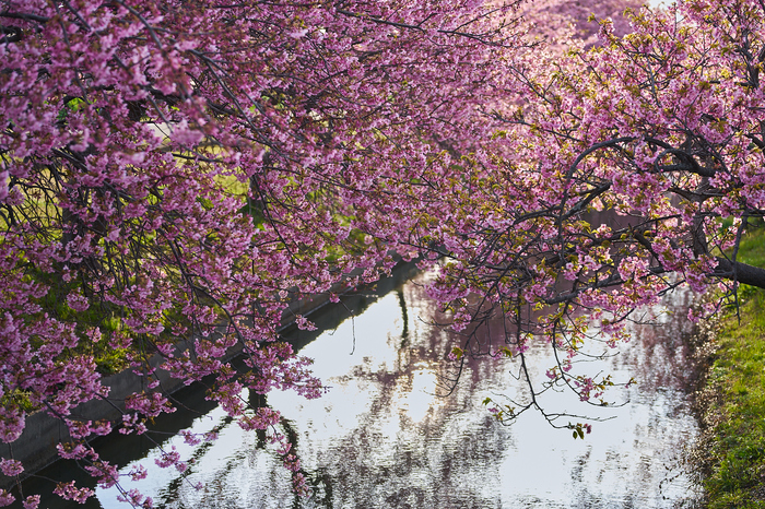 7RV00357co,65 mm,F3.2,iso100(SRAW).jpg