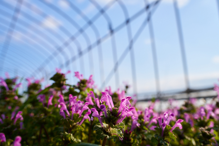 7RV00564co,35 mm,F10,iso100(SRAW).jpg