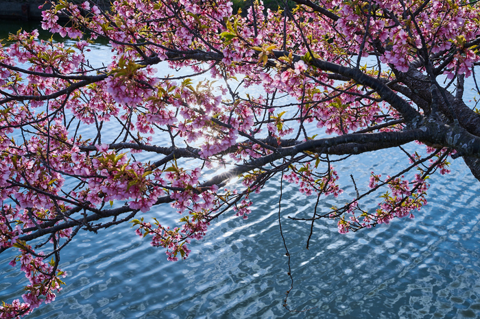 7RV00605co,48 mm,F10,iso100(SRAW).jpg