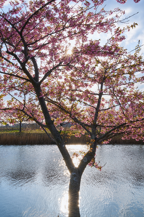 7RV00666co,35 mm,F22,iso100(SRAW).jpg