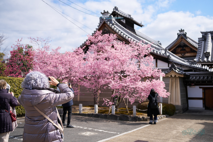 7RV01064co,35 mm,F2.8,iso100(SRAW).jpg