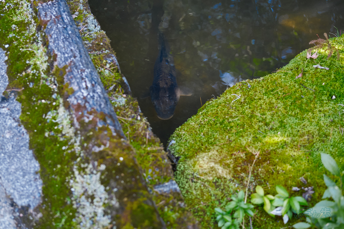 7RV01337co,41 mm,F2.8,iso640(SRAW).jpg