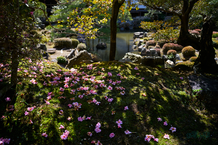 7RV01376co,35 mm,F2.8,iso100(SRAW).jpg