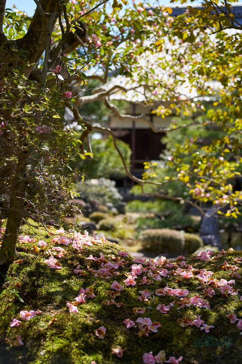 7RV01394co,53 mm,F2.8,iso100(SRAW).jpg