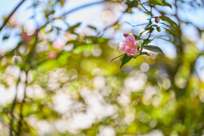 7RV01438co,100 mm,F2.8,iso200(SRAW).jpg