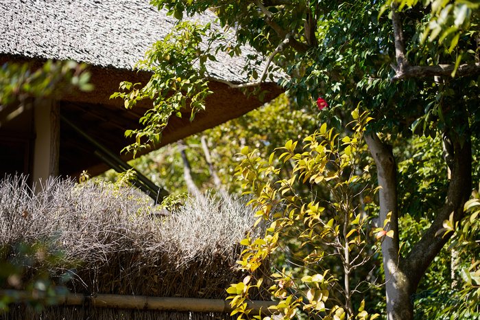 7RV01450co,100 mm,F2.8,iso200(SRAW).jpg