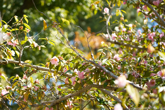 7RV01520co,100 mm,F3.2,iso800(SRAW).jpg