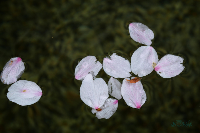 P1012487co,32 mm,F5.6,iso200(JPEG).jpg