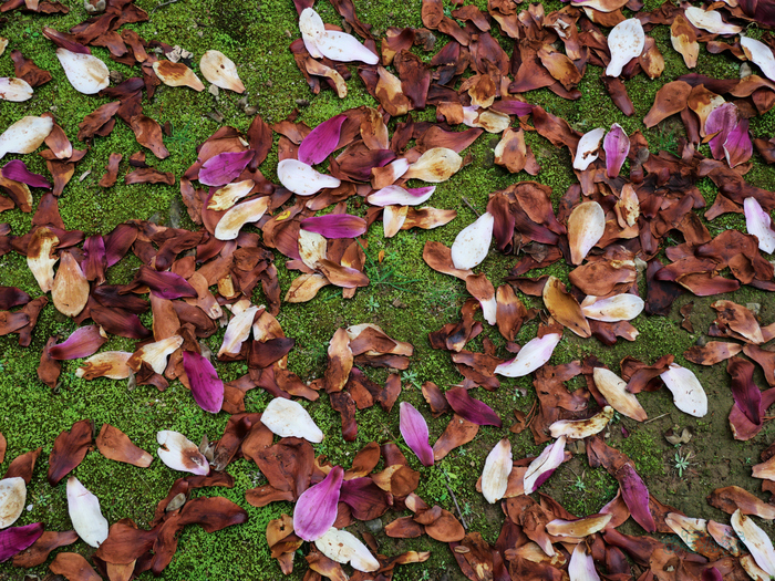 P1012498co,18 mm,F5.6,iso200(JPEG).jpg