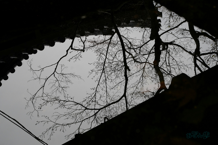 P1012504co,32 mm,F5.6,iso200(JPEG).jpg