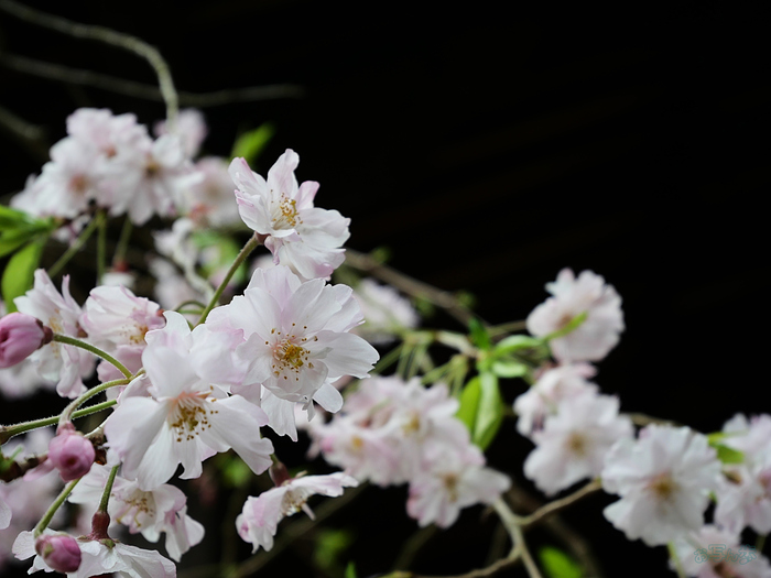 P1012510_2026yaotomi 1.jpg