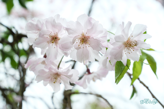 P1012514co,32 mm,F5.6,iso200(JPEG).jpg