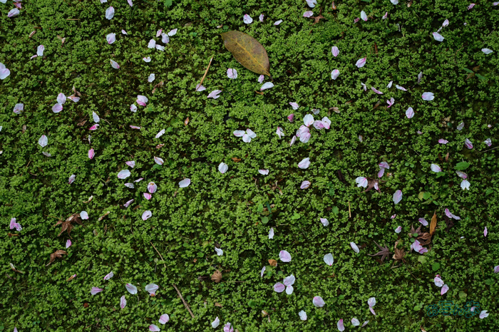 P1012520co,32 mm,F5.6,iso250(JPEG).jpg