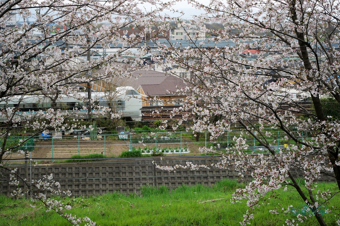 P1012573co,32 mm,F5.6,iso200(JPEG).jpg