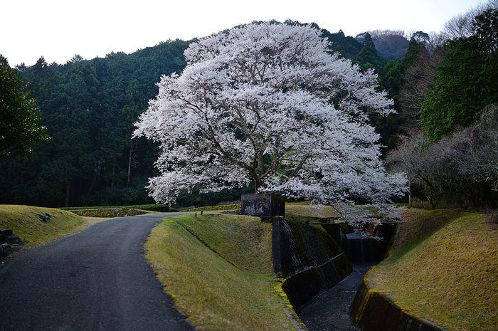 SDIM5388,35 mm,F1.4,iso100_1-1250 秒(JPEG).jpg