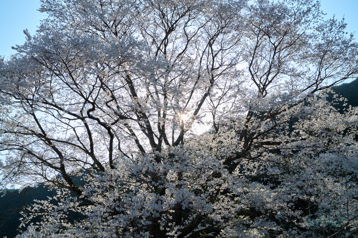 SDIM5659co,35 mm,F11,iso100(DNG).jpg