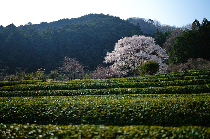SDIM5674,35 mm,F1.4,iso100_1-5000 秒(JPEG).jpg