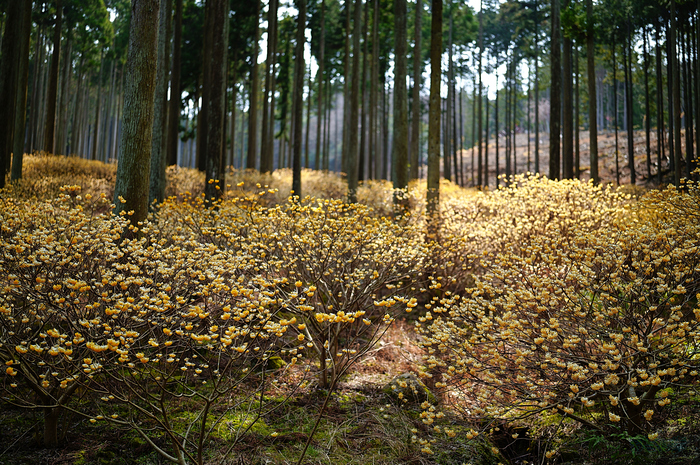 SDIM5920,35 mm,F1.4,iso100_1-1600 秒(JPEG).jpg