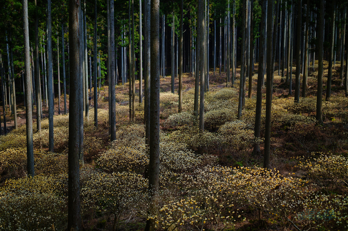 SDIM6016co,35 mm,F1.4,iso100(JPEG).jpg