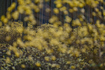 SDIM6146co,200 mm,F2.8,iso100(DNG).jpg