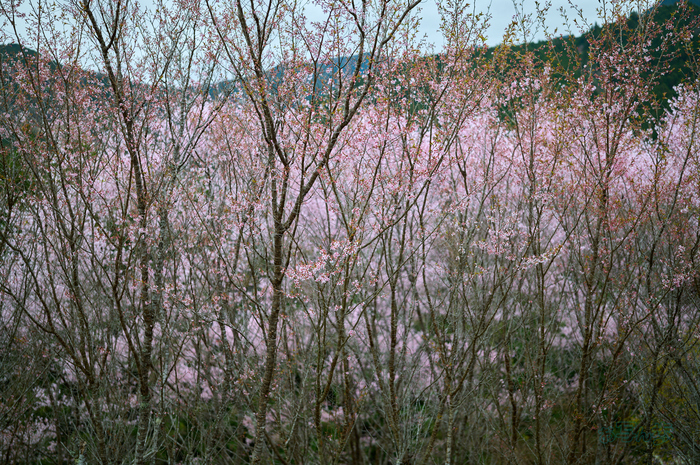 SDIM6353co,35 mm,F1.4,iso100(DNG)_1.jpg