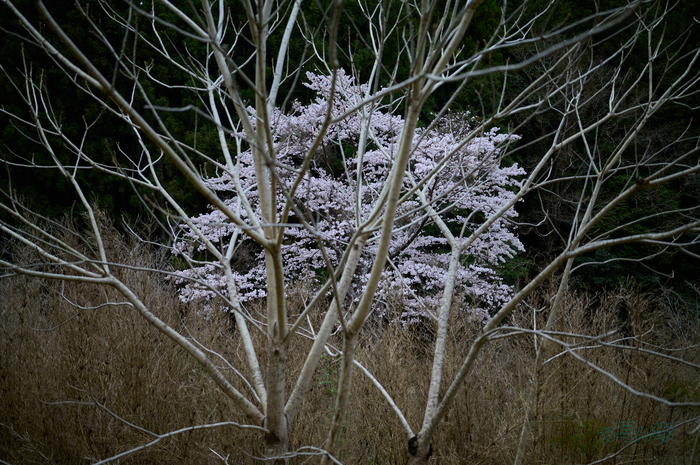 SDIM6545co,35 mm,F1.4,iso640(DNG)_1.jpg
