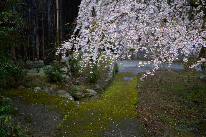 SDIM6913co,35 mm,F1.4,iso100(DNG).jpg