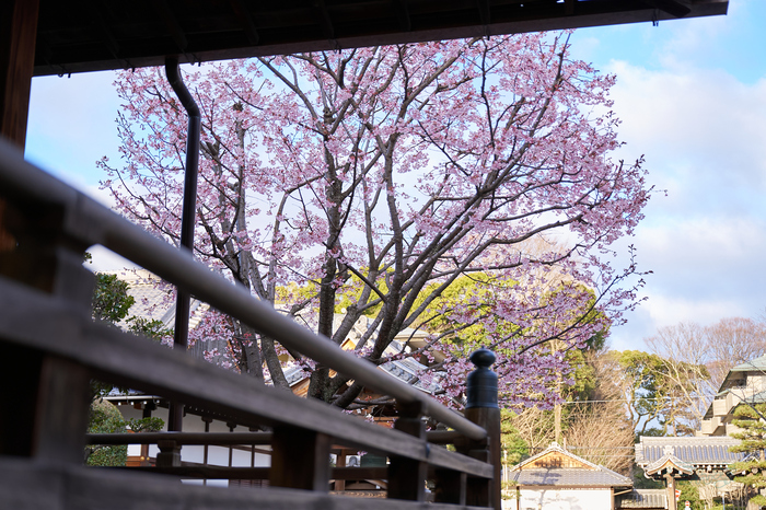 7RV02243co,46 mm,F2.8,iso100(SRAW).jpg