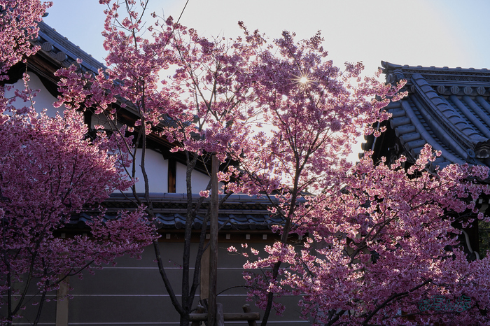 7RV02330co,58 mm,F22,iso320(SRAW)_1.jpg