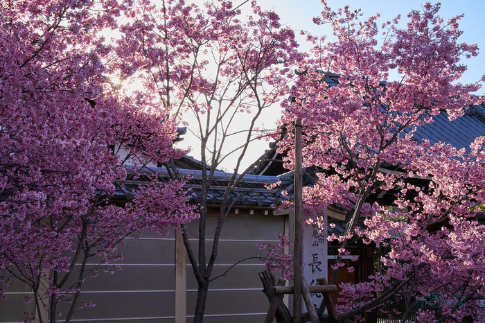 7RV02345co,45 mm,F22,iso500(SRAW)_1.jpg