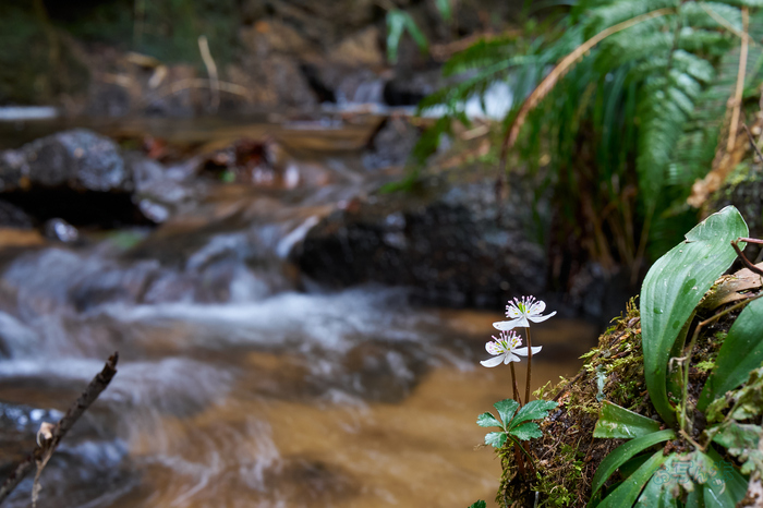 7RV04532co,60 mm,F14,iso640(SRAW).jpg