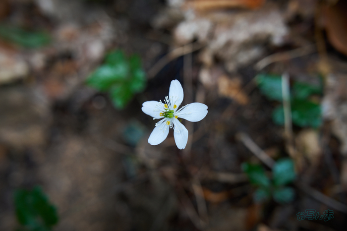7RV04596co,60 mm,F5,iso250(SRAW).jpg
